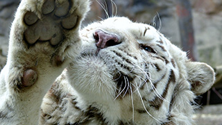 Tiger - white form